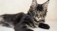 5 Знаків, для яких можна відрізнити цей мейн-кун з суміші